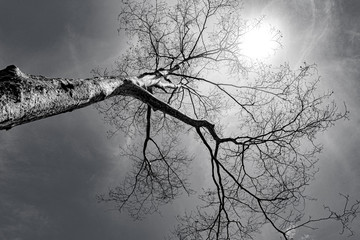 Photo of black and white perennial plant standing dead tree under the sun monotone background.
