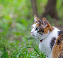 Cat has interesting original fur color.