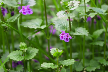 Spring violet flowers close up in the meadow in the forest