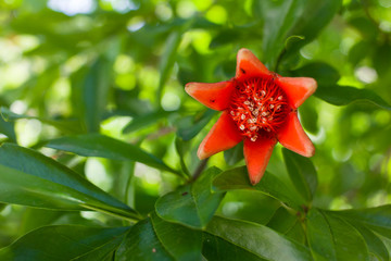 Red pomegranate flower in green leaves