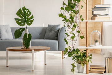 Close-up of plants in modern living room