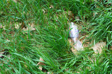 Crushed plastic bottle of mineral water on grass in park, concept of environmental protection, littering of environment
