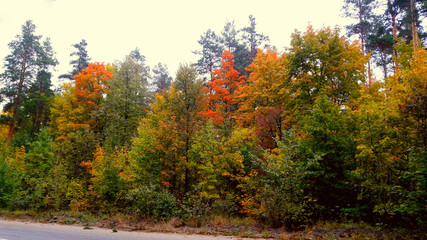 Naklejka premium trees in the fall with yellow , red, and green leaves