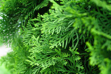 Background Thuja evergreen tree leaves. Thuja branches close up. Green nature background or Wallpaper Texture.