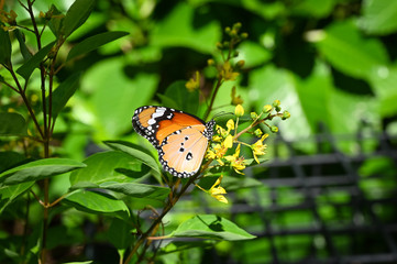Butterfly and flower with green leaves background