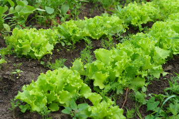 Large green fresh a healthy Bush of lettuce growing in the garden. green organic lettuce