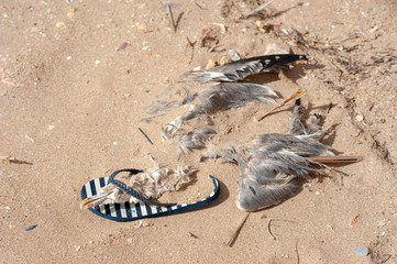 Tote Möwe, Plastikmüll