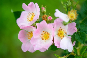 detail of a wild rose