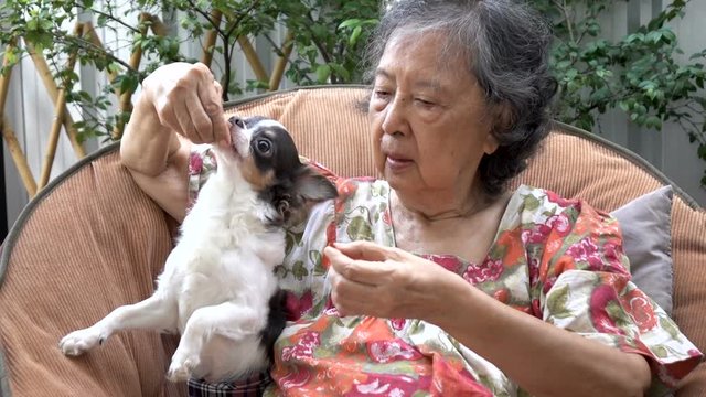 Happiness senior woman playing with her dogs