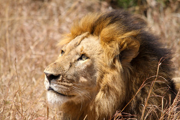 Majestic Lion Portrait