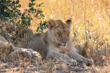 Sleeping Lion Cub