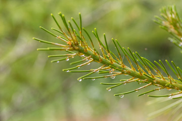 Macro close-up of outdoor coniferous pine with raindrops