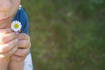 CHILD HANDS HOLDING A SMALL DAISY AGAINST GREEN NATURAL BACKGROUND WITH COPY SPACE