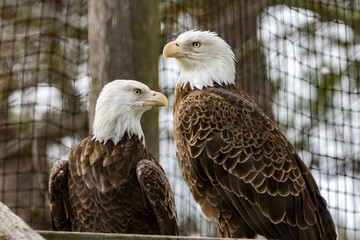 american bald eagle