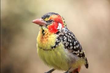 Red and Yellow Barbet