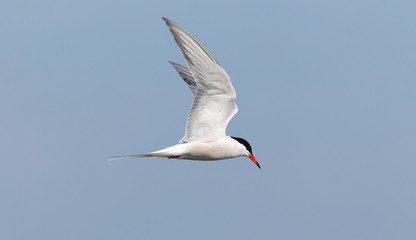 Stern in flight looking for fish