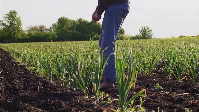 Barefoot farmer on farm field walks among garlic plants in a row, tilts and tears green garlic, cleans it from dry leaves and dirt. Working at farm.