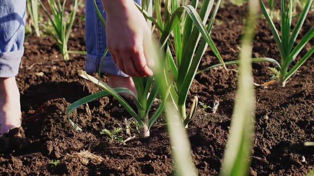 Barefoot farmer tears and cleans garlic plant plucking leaves and removing dirt on the field doing his job, hands with garlic closeup. Working at farm.