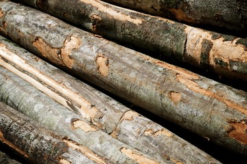 Deforestation concept view