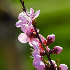 Closeup of beautiful blossoms of a peach tree in spring, Germany. Backlit photograph