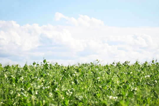 Green Pea Field Farm In Bright Day With Blue Sky And White Clouds With Copy Space. Growing Peas Outdoors And Blurred Background.