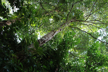 in a park in singapore