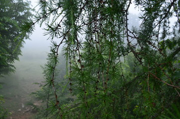 Naklejka premium larch branches in the foggy mountains