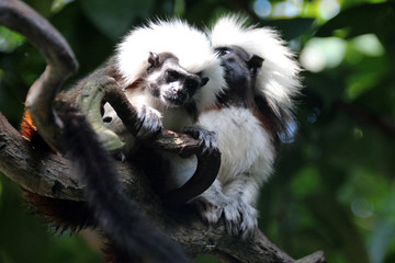 cotton-top tamarins in a zoo in singapore