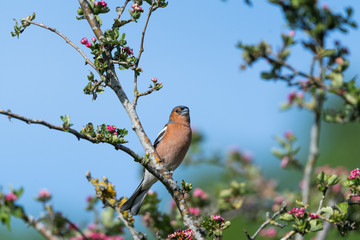 Buchfink