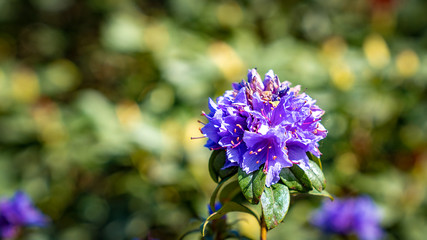 Eine lila blühende Blüte vor unscharfen Hintergrund