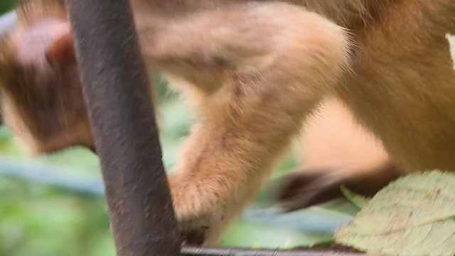 Handheld, close up shot of a spider monkey eating a leaf.