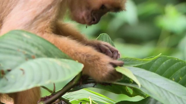 Handheld, close up shot of a spider monkey riffling through leaves.