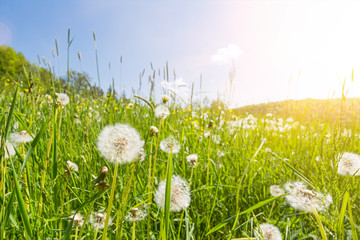 Idyllic flower meadow with blowball flowers, scenic sunbeams and lens flare