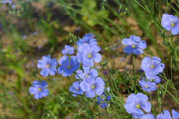 Beautiful blue flax flowers. Flax blossoms. Selective focus, close up. Agriculture, flax cultivation. Field of many flowering plants (linum usitatissimum). Linum blooms