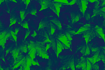 Background Image of close up of Ivy Leaves during Fall Season, Autumn Concept, Duotone image