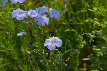 Beautiful blue flax flowers. Flax blossoms. Selective focus, close up. Agriculture, flax cultivation. Field of many flowering plants (linum usitatissimum). Linum blooms