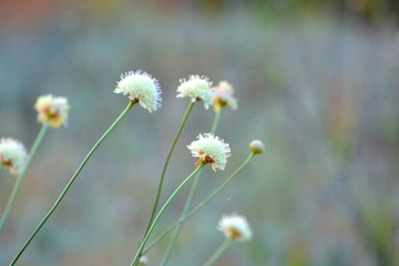  summer, sky, flower, beauty