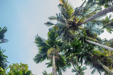 Palm tree on background of blue sky