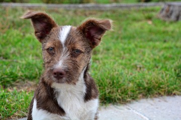 homeless, dog, beautiful, autumn