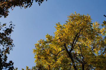 yellow tree in autumn on blue sky background