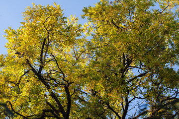 yellow tree in autumn