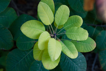 green leaves of smoketree at dark green background