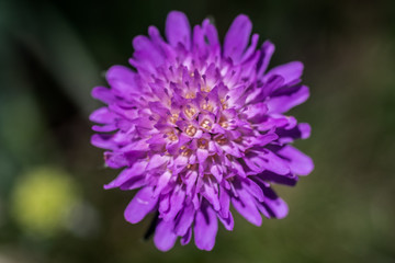 Sixalix atropurpurea