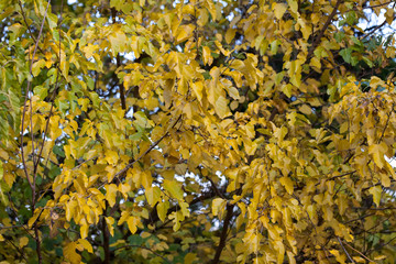 pattern of mulberry autumn leaves