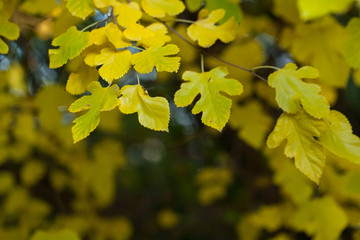  leaves of mulberry in autumn