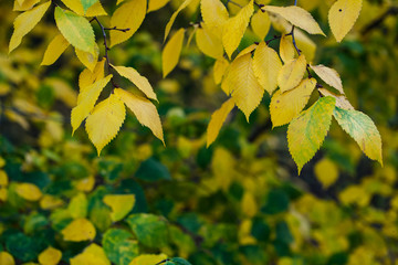 yellow autumn leaves of elm-tree