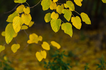 small yellow  leaves on darck bacground