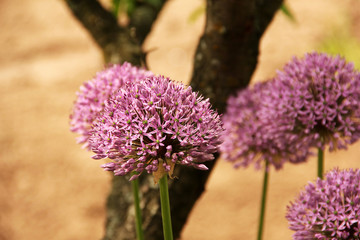 Fototapeta premium Bow in the garden. Allium. Purple bow Close-up