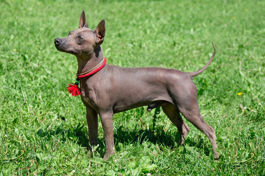 American hairless terrier puppy is standing on a green meadow.