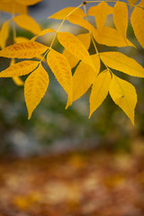 Boxelder maple autumn leaves